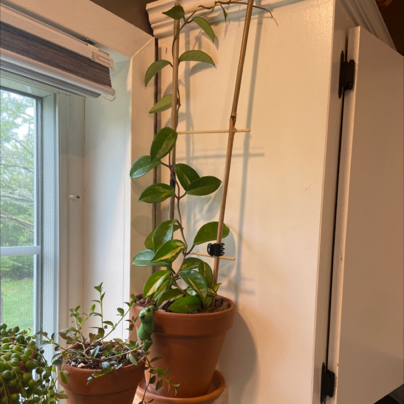 Krimson Princess Hoya plant photo by @sherrylynn named Princess on Greg, the plant care app.