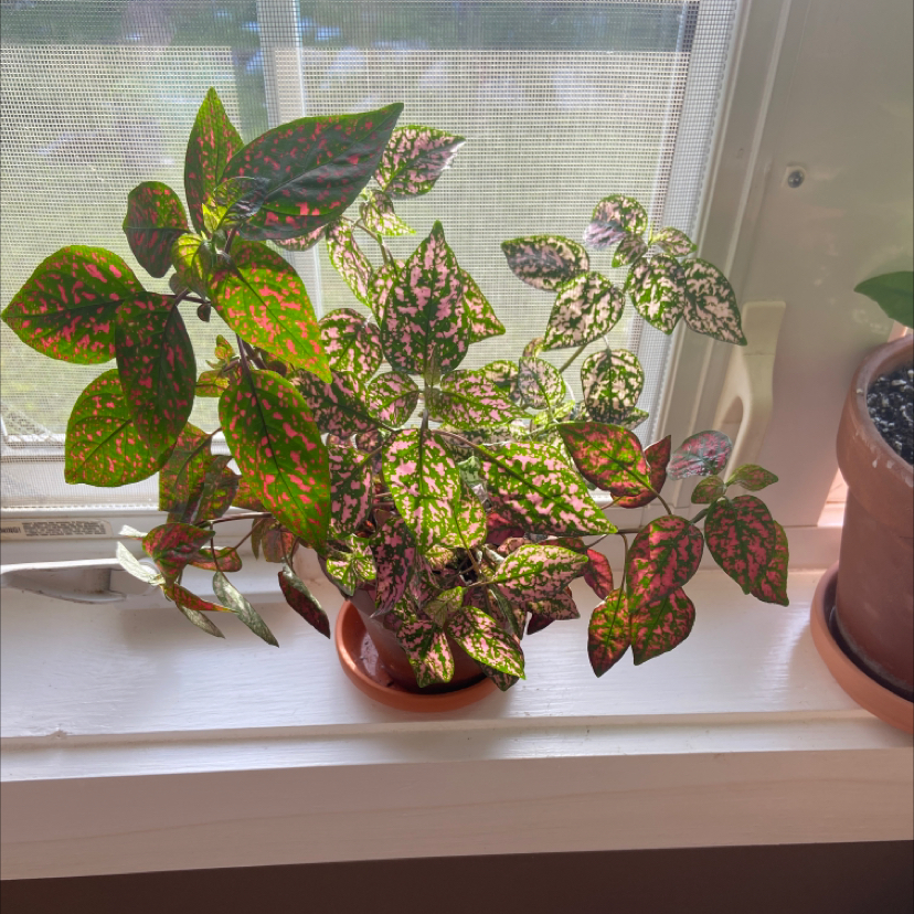Polka Dot Plant plant photo by @sherrylynn named Prince on Greg, the plant care app.