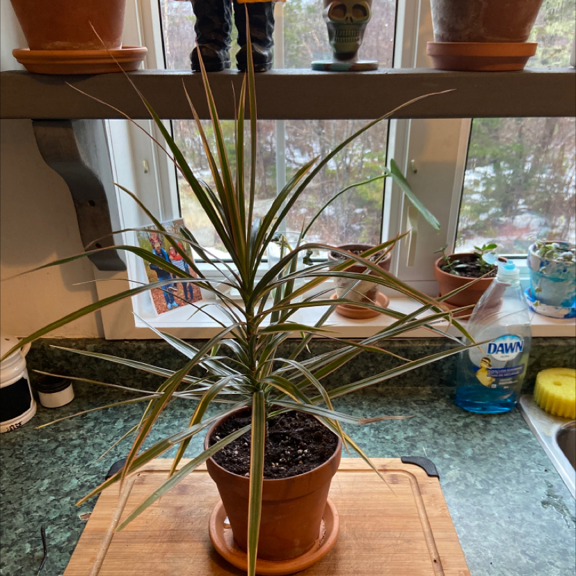 Dracaena 'Ray of Sunshine' plant in a terracotta pot on a kitchen counter.