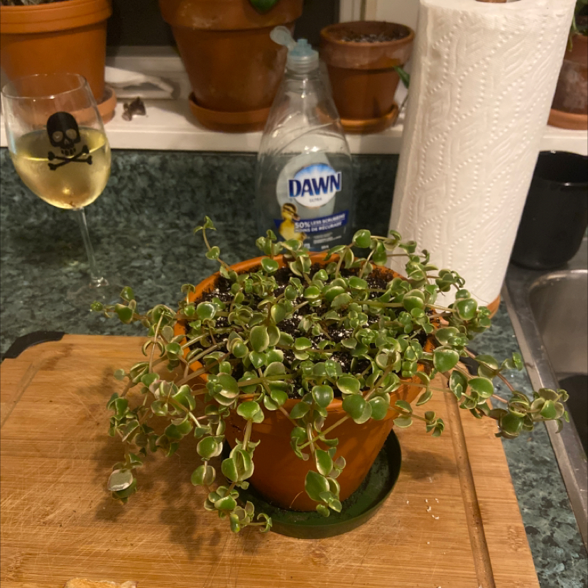 Healthy Crassula Pellucida succulent plant with dense, shiny, round green leaves in a green pot on a kitchen counter.