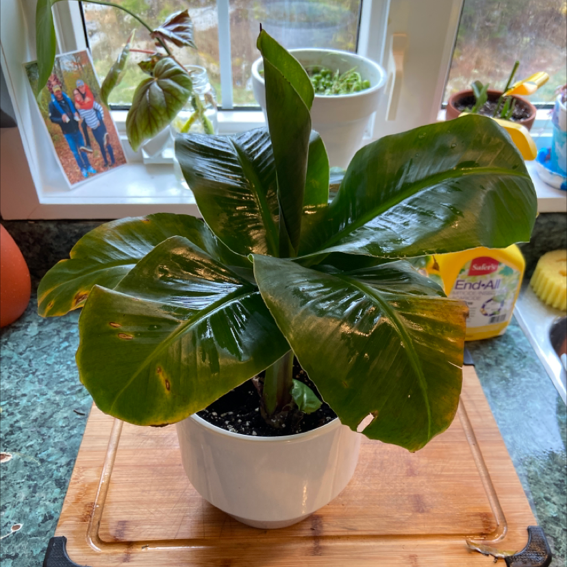 Potted banana plant with broad green leaves and minor brown spots, placed on a wooden surface near a window.