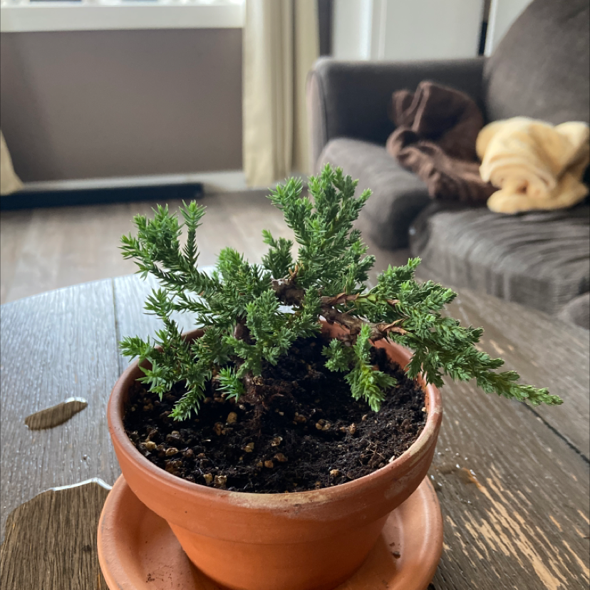 Japanese Garden Juniper in a terracotta pot on a wooden table, with visible soil and healthy green foliage.