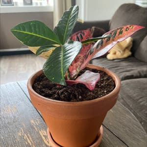 Gold Dust Croton plant photo by Sherrylynn named Dusty 🥰 on Greg, the plant care app.