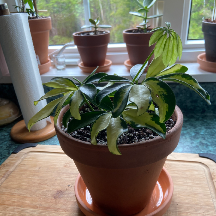 Variegated Dwarf Umbrella Tree in a terracotta pot with some yellowing and browning leaves, on a windowsill with other potted plants.
