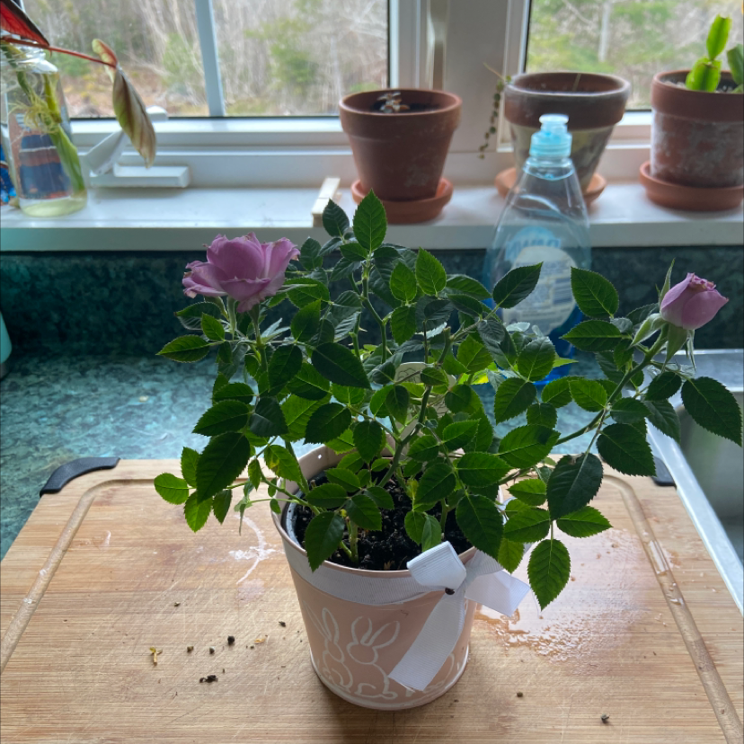 Potted Dog Rose plant with pink flowers on a wooden surface near a window.