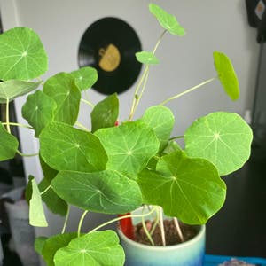 Tropaeolum Majus plant photo by Marley named Chihiro on Greg, the plant care app.