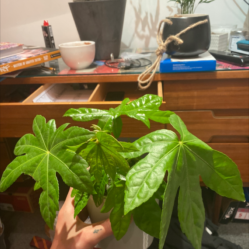 Fatsia Plant plant photo by Perran named jeponica on Greg, the plant care app.