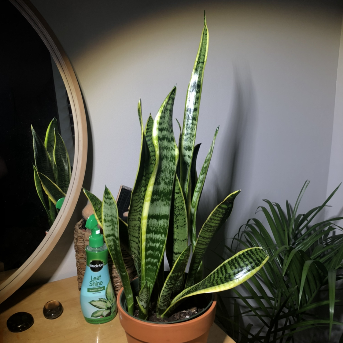 Snake Plant plant photo by @thecre8ivgemini named Snake Plant on Greg, the plant care app.