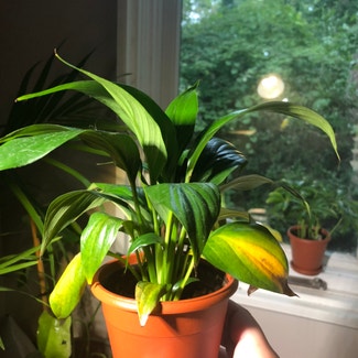 Peace Lily plant in Richmond, Virginia