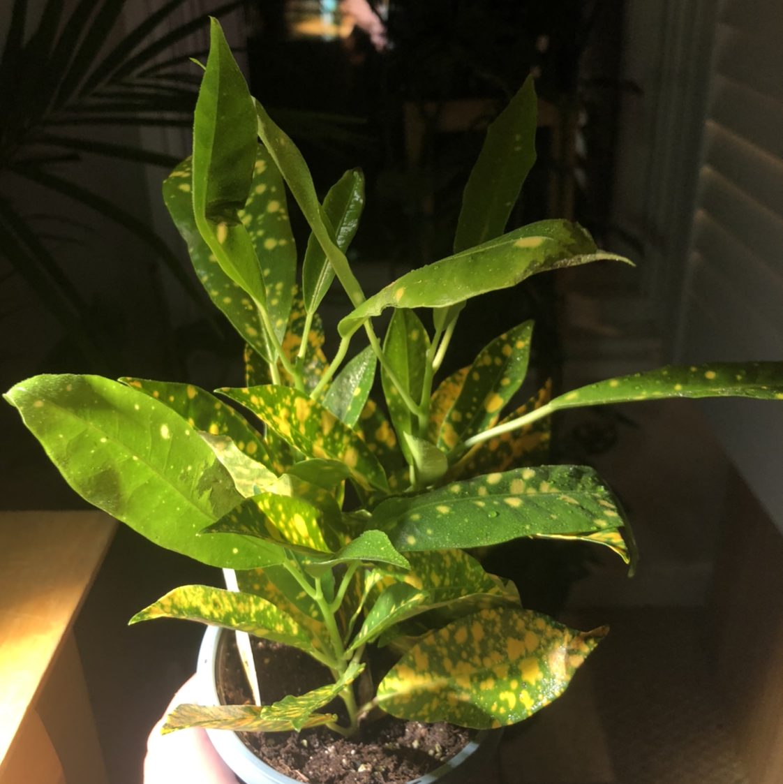 Gold Dust Croton plant photo by @thecre8ivgemini named Sol (RIP) on Greg, the plant care app.