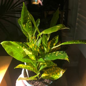 Luna Croton plant photo by @thecre8ivgemini named Sol (RIP) on Greg, the plant care app.