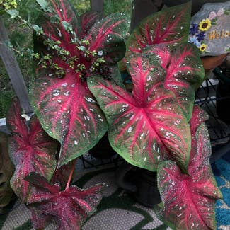 Red Flash Angel Wings plant in Richmond, Virginia