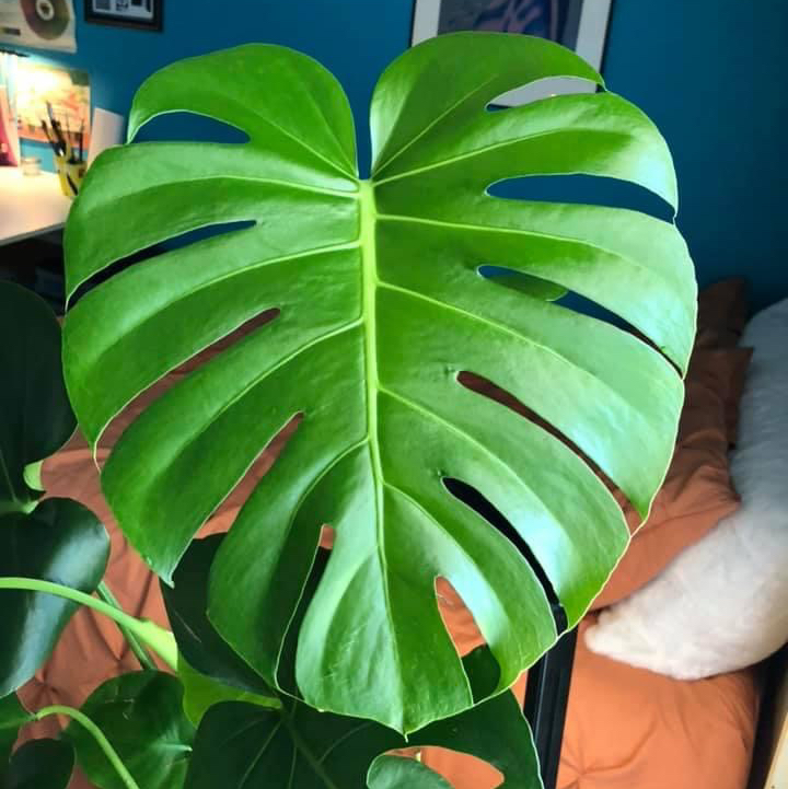 Monstera plant photo by @thecre8ivgemini named Thriving Monstera on Greg, the plant care app.