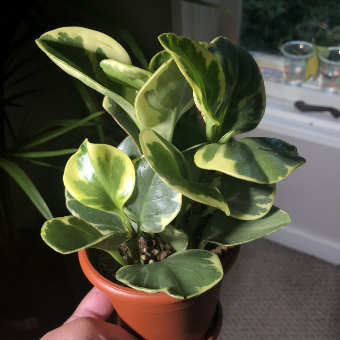 Baby Rubber Plant plant photo by @thecre8ivgemini named Shakira (RIP) on Greg, the plant care app.