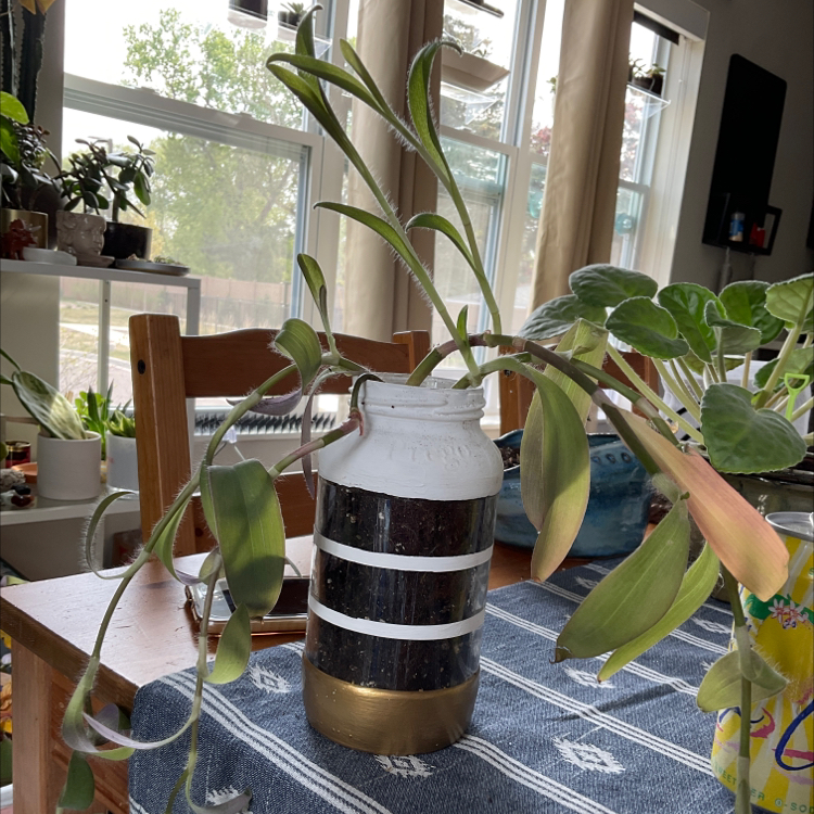 Vibrant purple heart plant in black and white pot on tablecloth near window, some yellowing leaves, overall healthy.