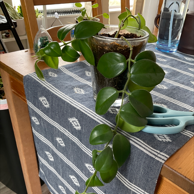 Lipstick Vine plant in a glass container on a table with a blue patterned cloth.
