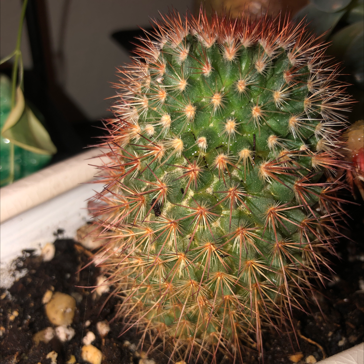 Close-up of a healthy Lace Hedgehog Cactus with dense reddish-brown spines radiating from the green central stem, planted in rocky soil.