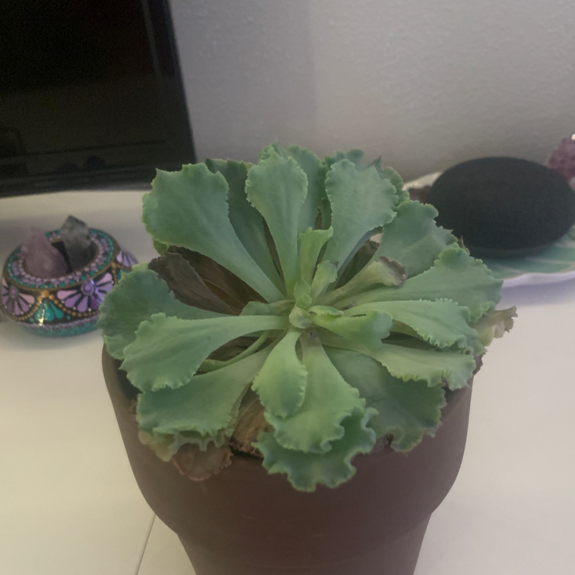 Pillow Feet Crinkle Leaf Plant plant photo by @plantmom69 named Ulysses S Plant on Greg, the plant care app.