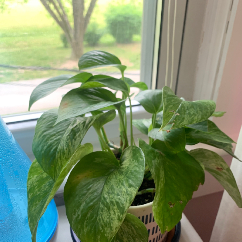 Taro Vine plant photo by @plantmom69 named Planty on Greg, the plant care app.