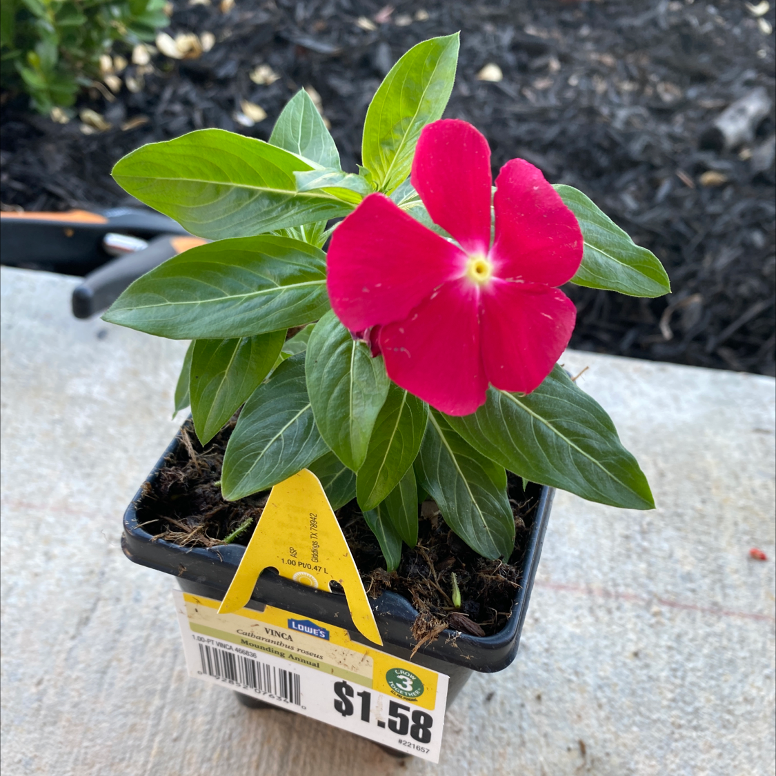 Bright Eyes plant with vibrant green leaves and a bright red flower in a small pot.