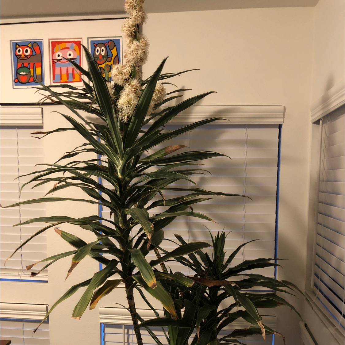 Cornstalk Dracaena plant photo by @Dowowow named Luna on Greg, the plant care app.