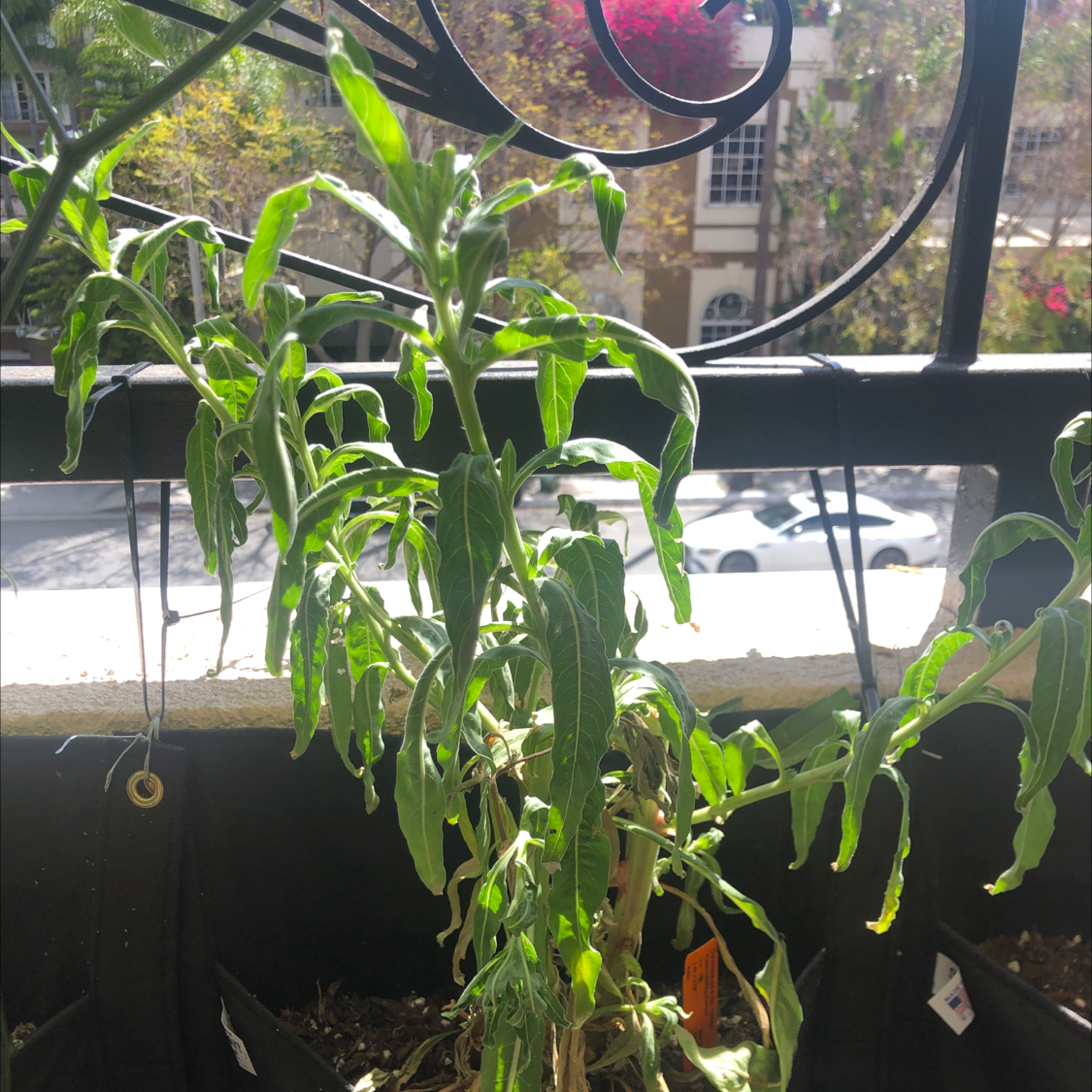 Photo of the plant species Hooker's Evening Primrose by @Dowowow named Fernie Mercury, right on Greg, the plant care app