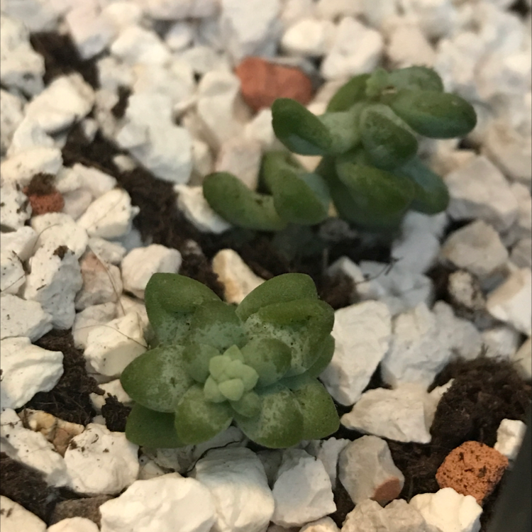 Photo of the plant species Slender Woollyheads by @HarryP6 named Mando on Greg, the plant care app