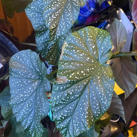 Photo of the plant species Begonia Bamboo by @Tchewwy named Begonia Maculata on Greg, the plant care app