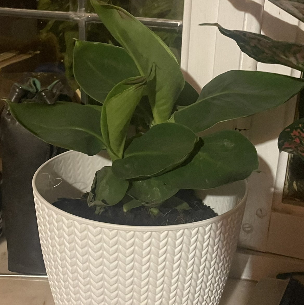 Photo of the plant species Dwarf Banana by @Tchewwy named Bananier Musa on Greg, the plant care app