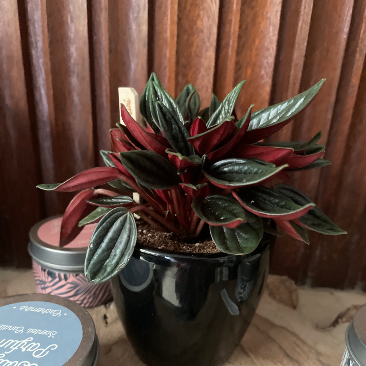 Photo of the plant species Peperomia 'Rosso' by @Tchewwy named Peperomia on Greg, the plant care app