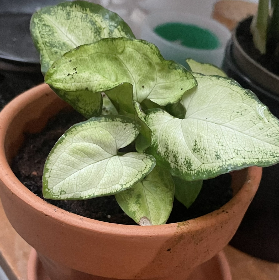 Syngonium 'White Butterfly' plant in a terracotta pot with some leaf browning and yellowing.
