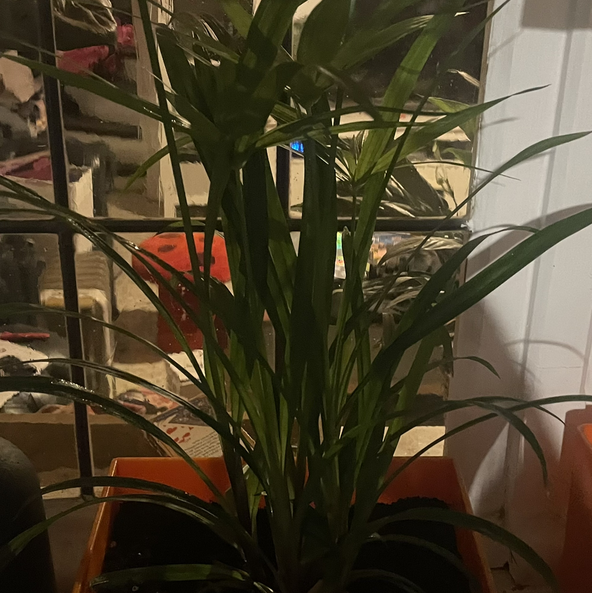 Photo of the plant species Cyperus Alternifolius by @Tchewwy named Papyrus on Greg, the plant care app