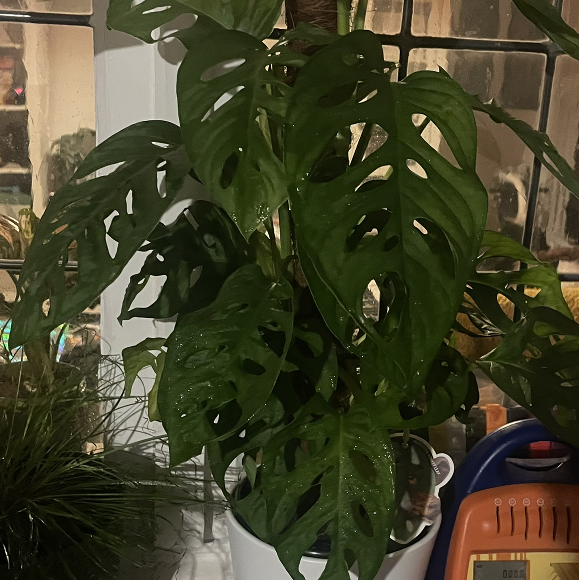 Monstera adansonii 'Laniata' plant photo by @Tchewwy named Monstera Monkey Mask on Greg, the plant care app.