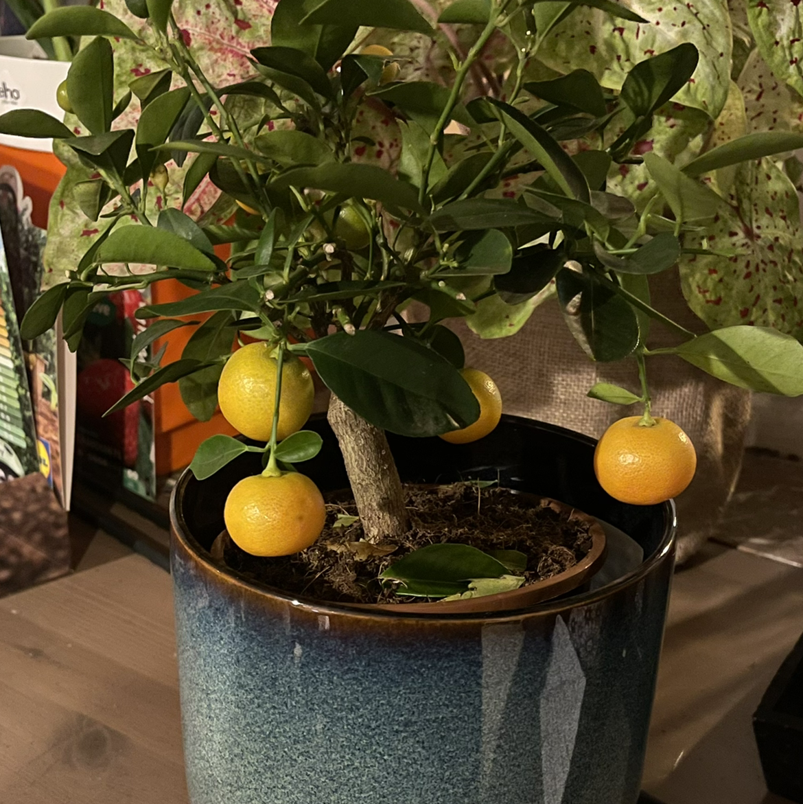 Potted Calamondin plant with ripe fruits and healthy green leaves.