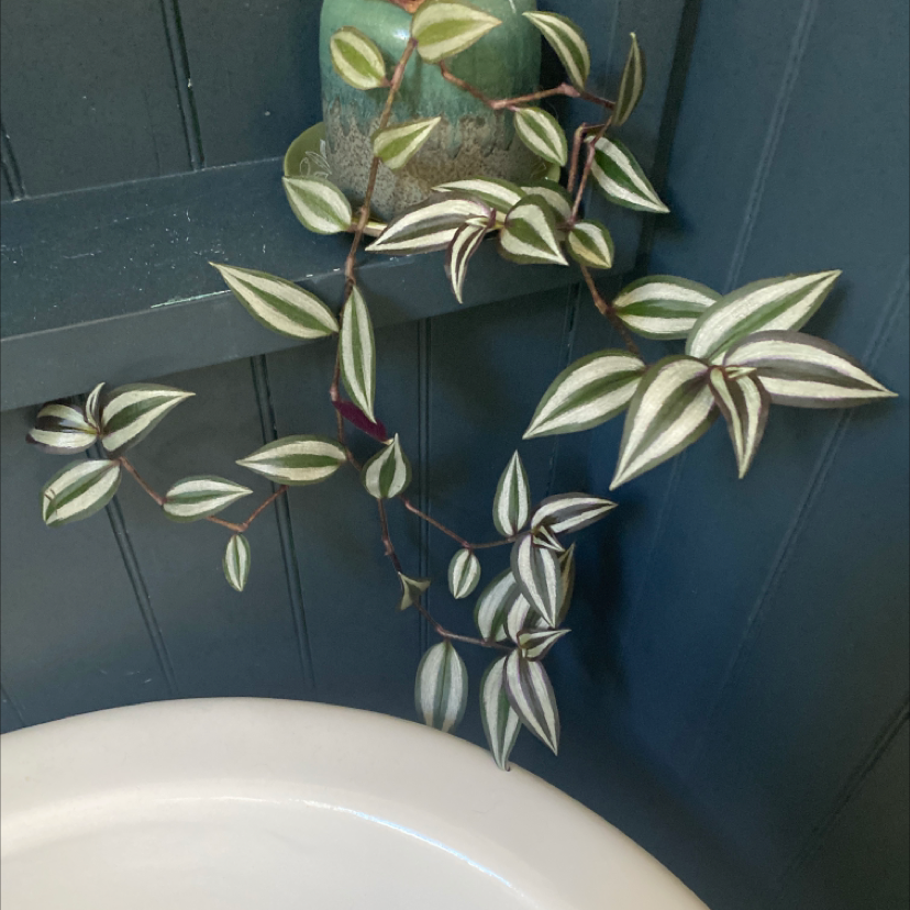 Spiderwort plant photo by @Kimpaul2 named Bathroom / Sally on Greg, the plant care app.