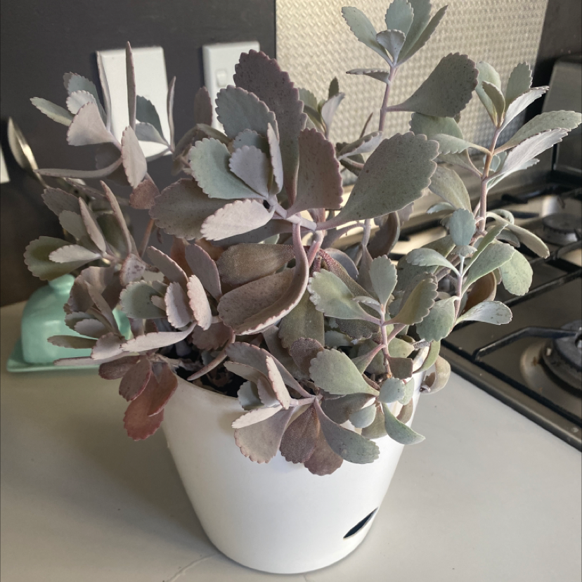 Photo of the plant species Lavender Scallops by @Kimpaul2 named Kitchen / Mazzy on Greg, the plant care app