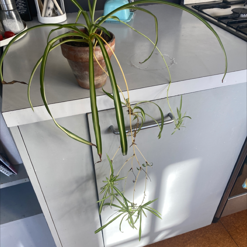 Umbrella Papyrus plant in a pot on a kitchen counter with some yellowing and browning leaves.