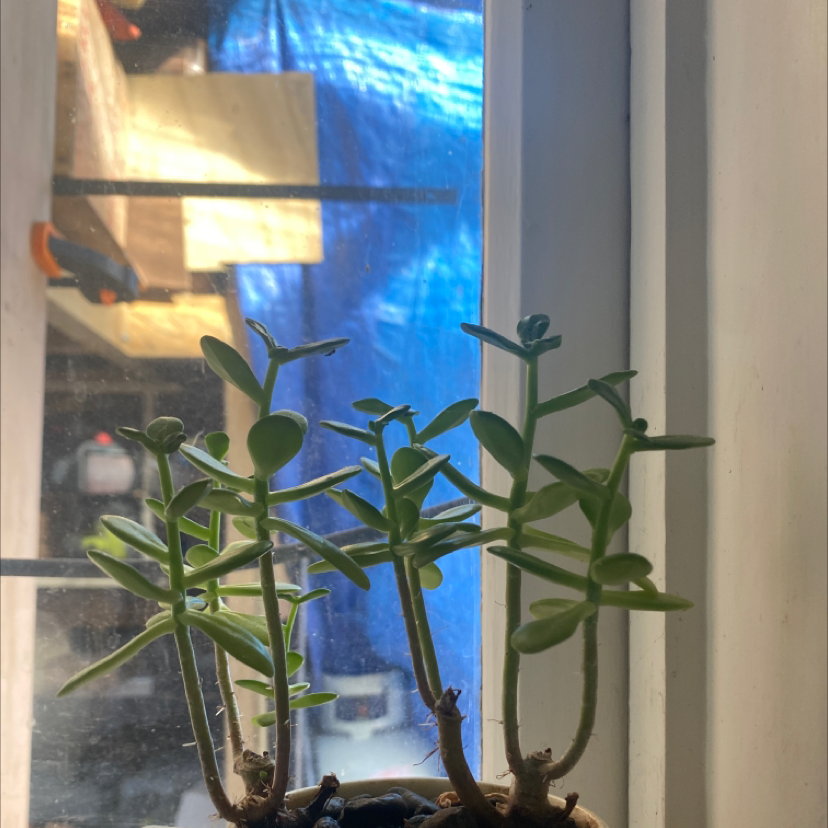 Lucky Plant plant photo by @Kimpaul2 named Kitchen / Spike on Greg, the plant care app.