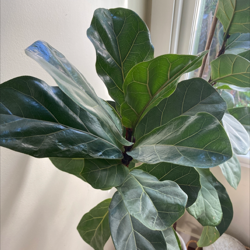 Fiddle Leaf Fig plant photo by @Kimpaul2 named Lounge / Sid on Greg, the plant care app.