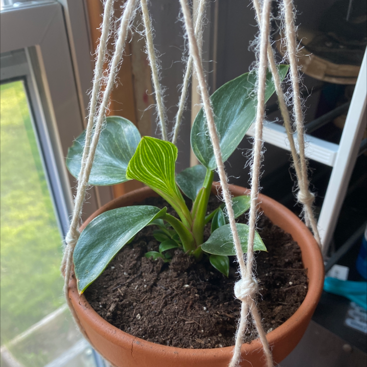Jelly Peperomia plant in a hanging terracotta pot with visible soil and healthy green leaves.