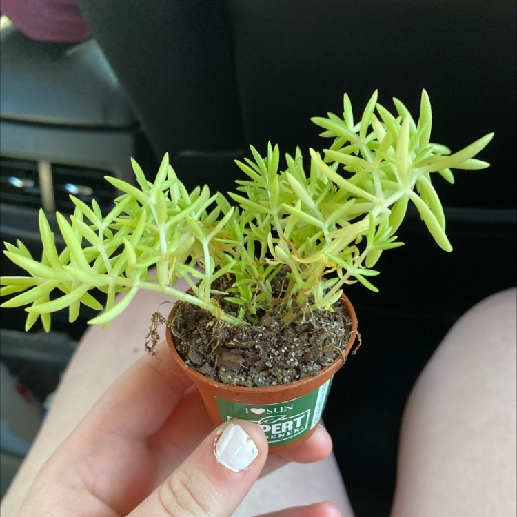 Jenny's Stonecrop plant in a small pot held by a hand, with visible soil.