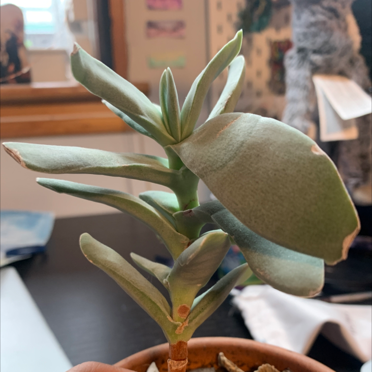 Indoor potted Pig's Ear succulent with some browning on leaf edges.
