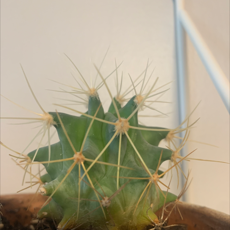 Photo of the plant species Blue Barrel Cactus by Sonia named Mr. Spiky on Greg, the plant care app
