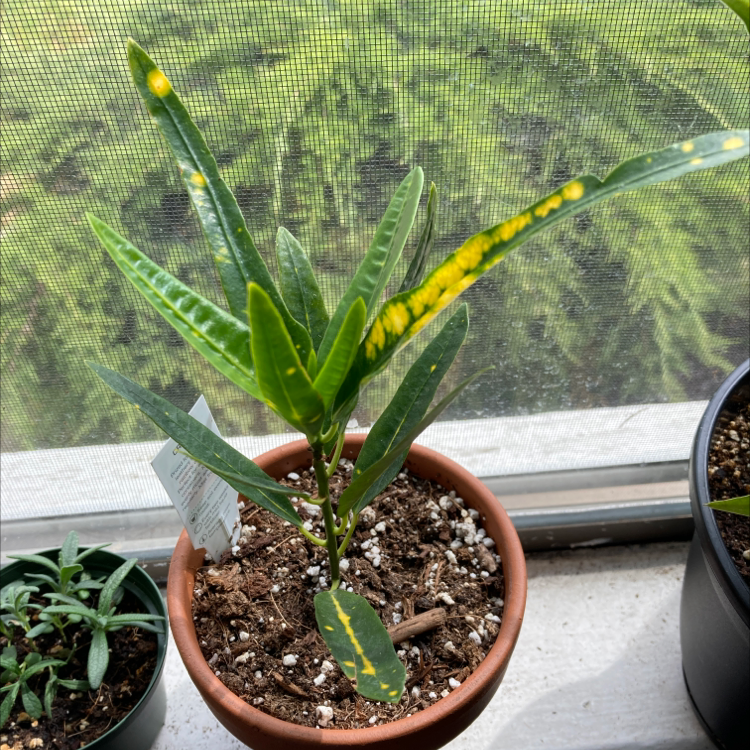 Gold Dust Croton plant photo by @jitzie named Forrest on Greg, the plant care app.