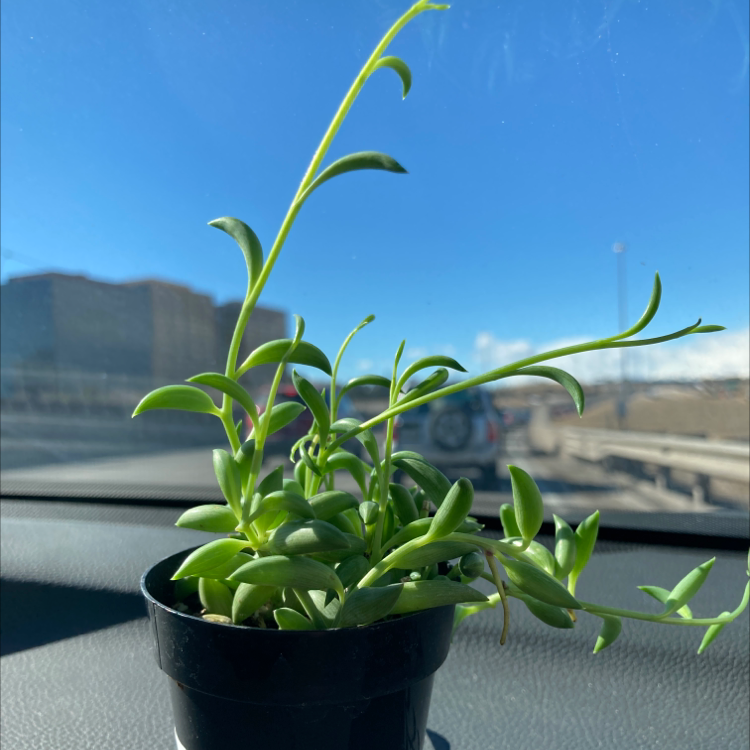 Baby Sun Rose plant in a black pot on a car dashboard, healthy green leaves.