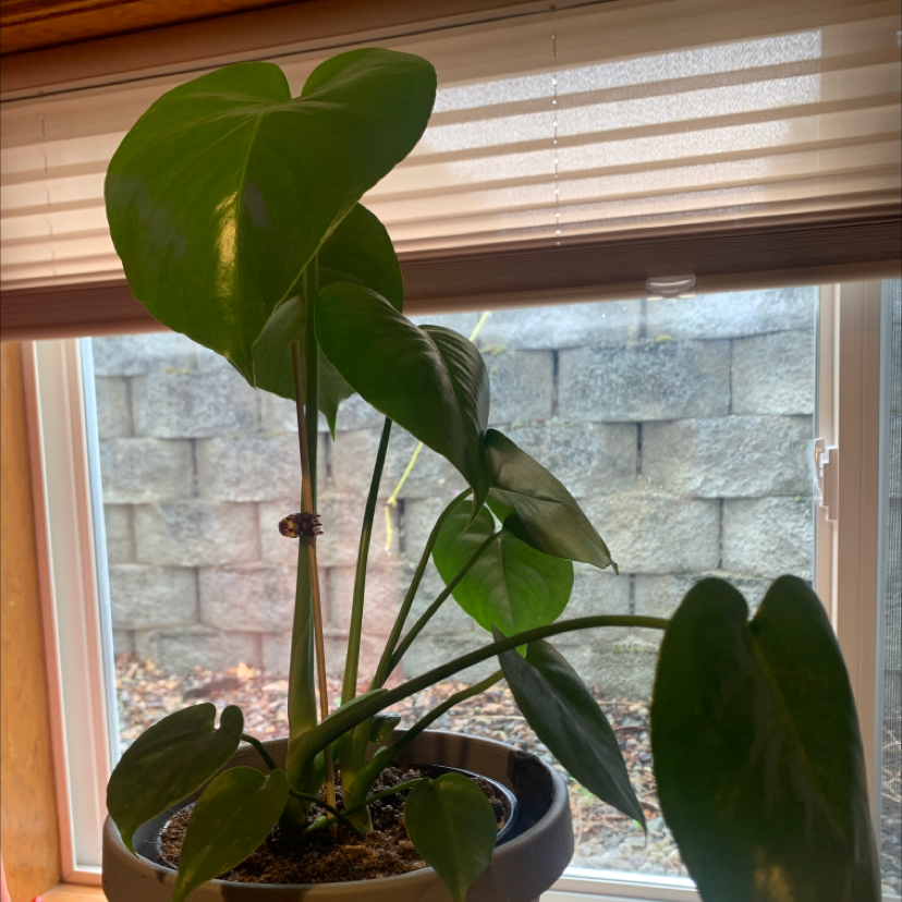 Monstera plant photo by @plantbaby named Phoebe on Greg, the plant care app.
