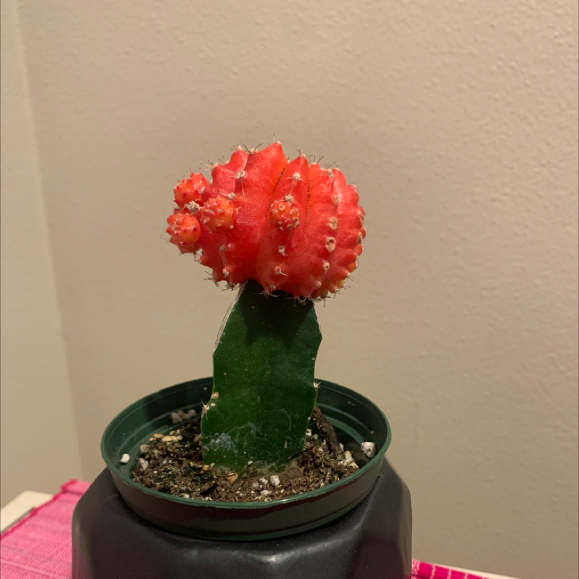 Moon Cactus plant photo by @plantbaby named Steve on Greg, the plant care app.