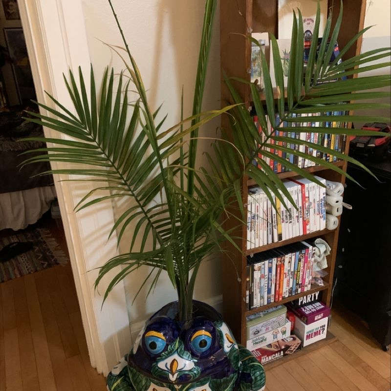A healthy, thriving majesty palm houseplant with lush green foliage in an indoor living space.