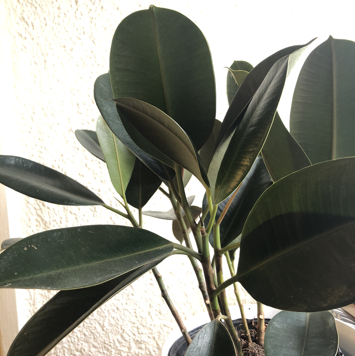 Rubber Plant plant photo by Alexis named Lennon on Greg, the plant care app.