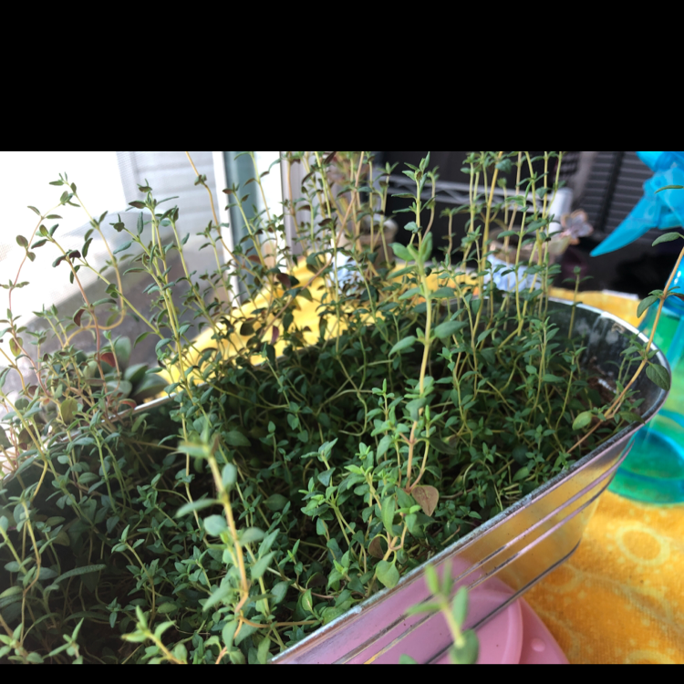 Healthy mature Common Thyme plants with small green leaves and yellow flowers growing in a garden planter.